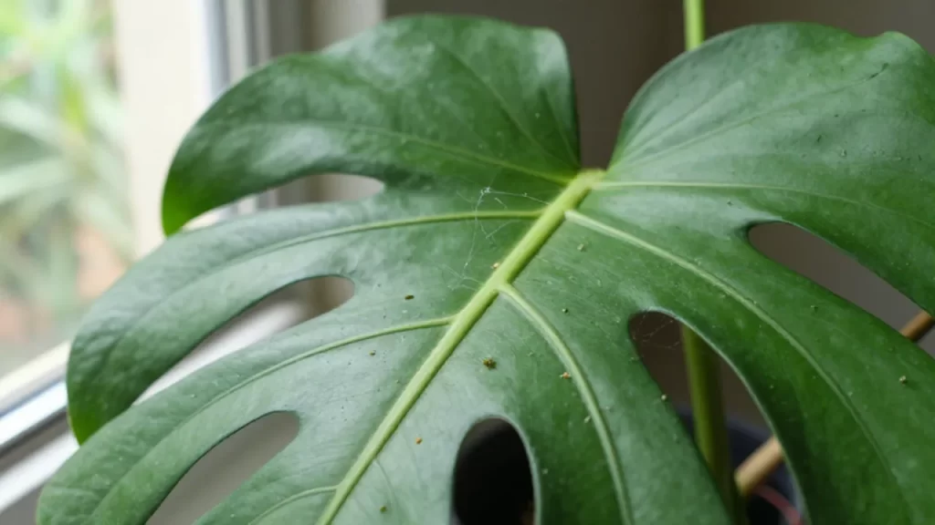 Pequeños ácaros y finas redes de seda sobre las venas de una hoja de Monstera.